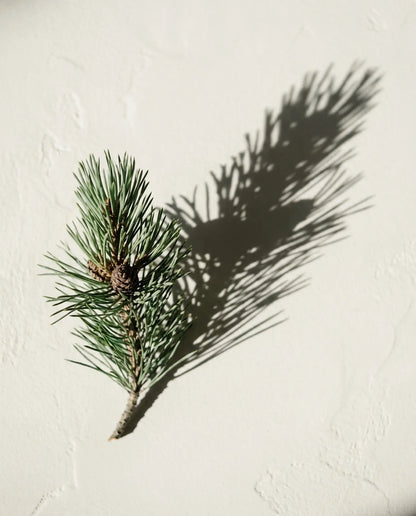 Mugo pine - botanical in The Hospitality Set