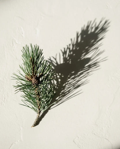 Mugo pine - key ingredient