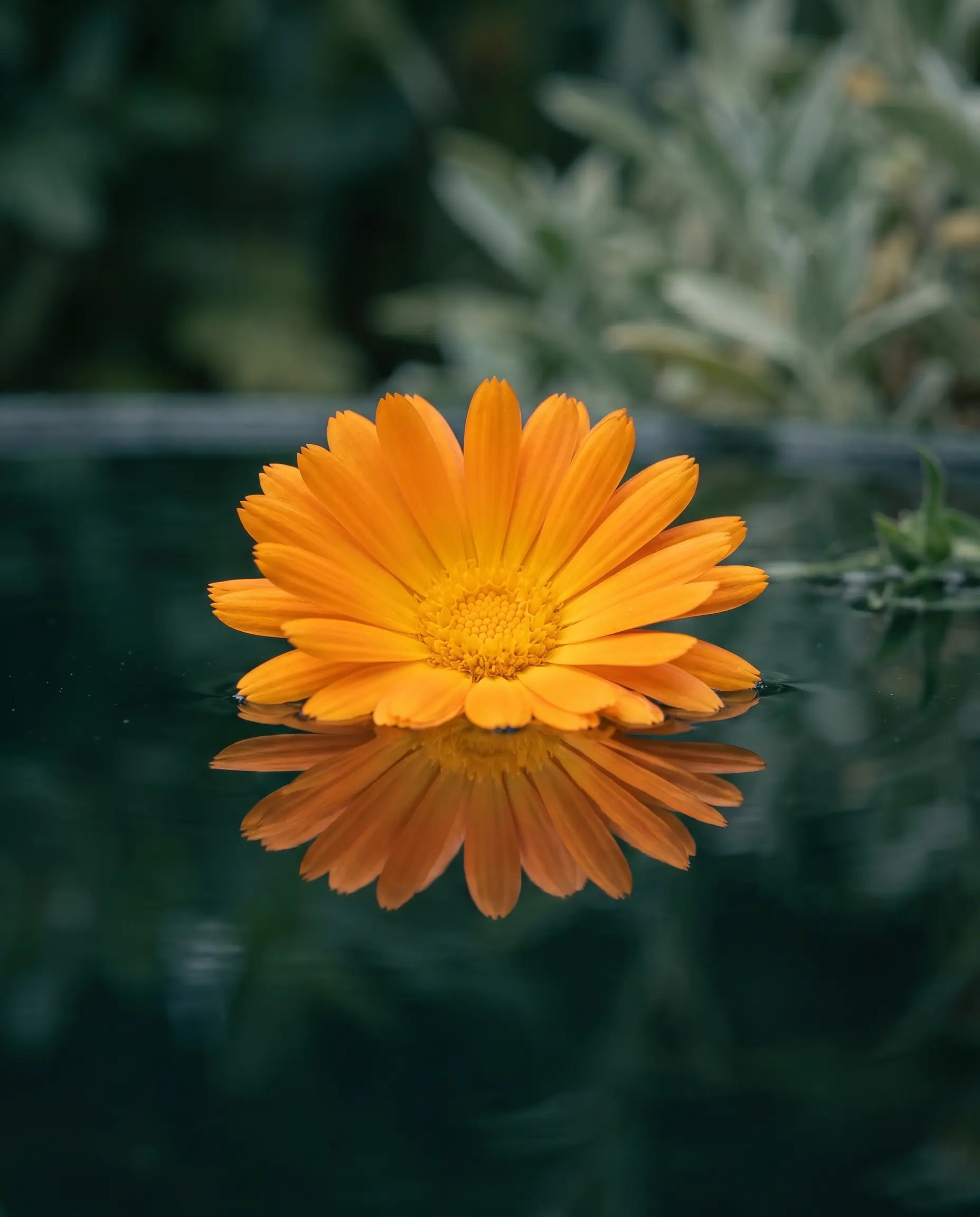 Marigold - key ingredient