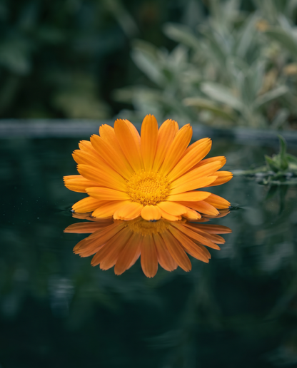 Marigold - full apothecary