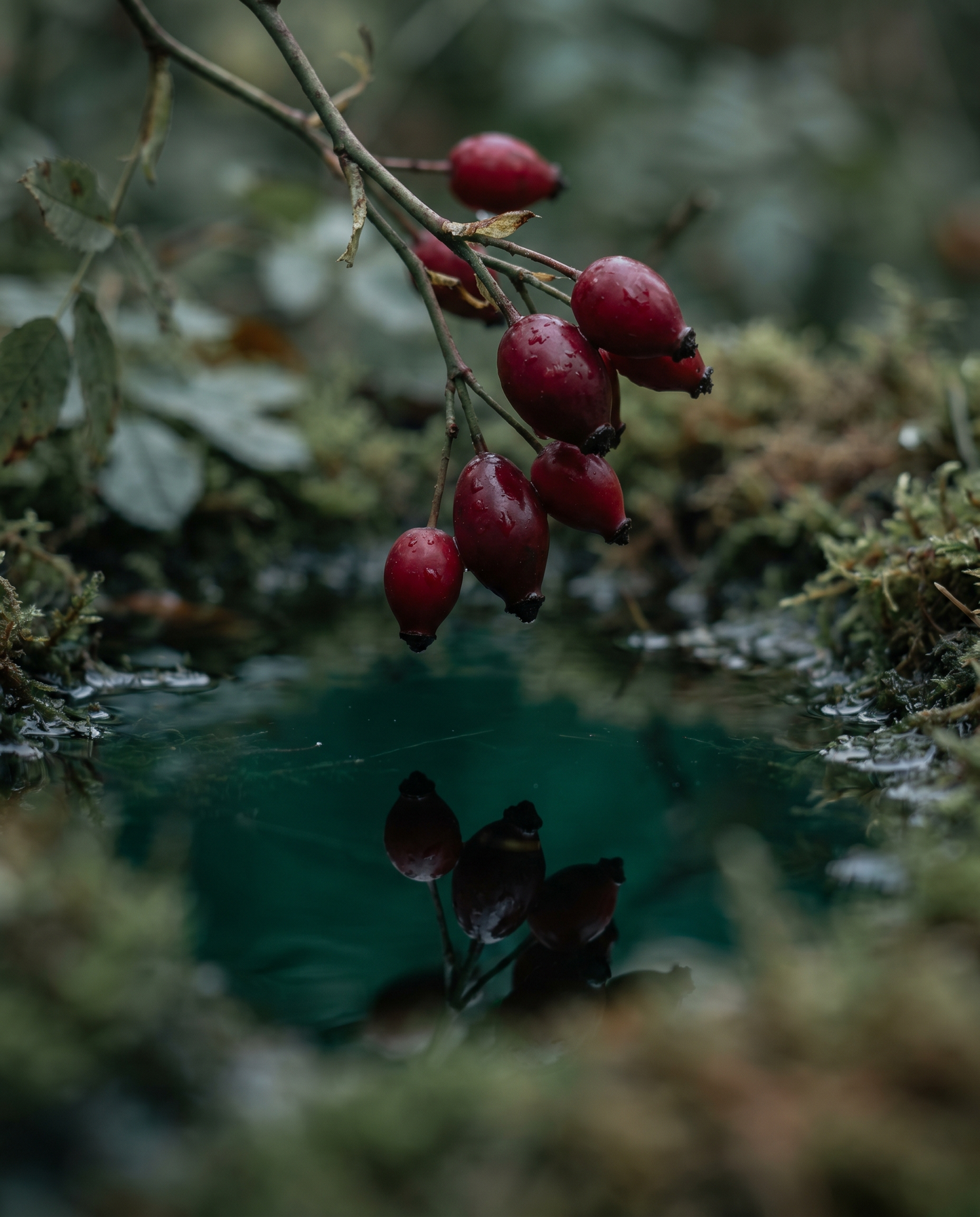 Rosehip - full apothecary
