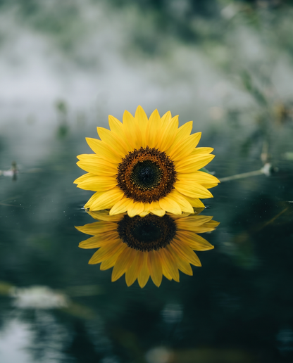 Sunflower - full apothecary