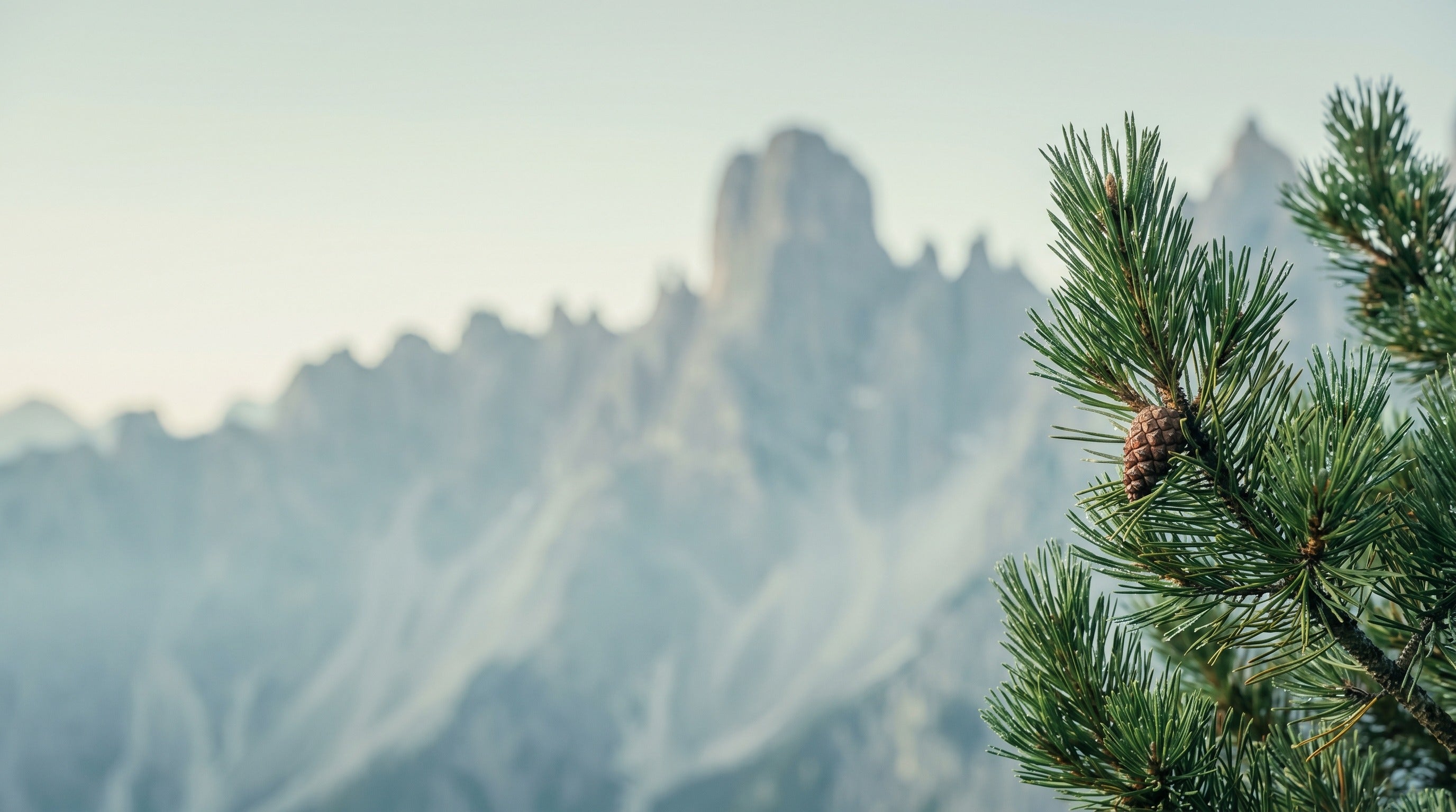 Scentieri hero — Dolomites pine