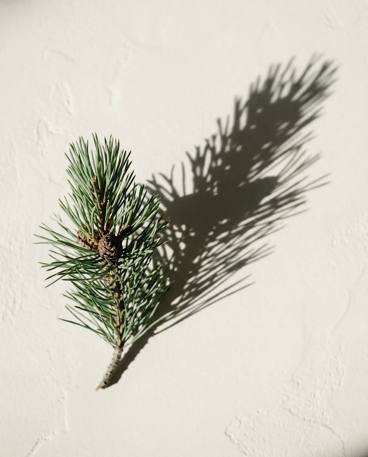 Mugo pine - shared ingredient