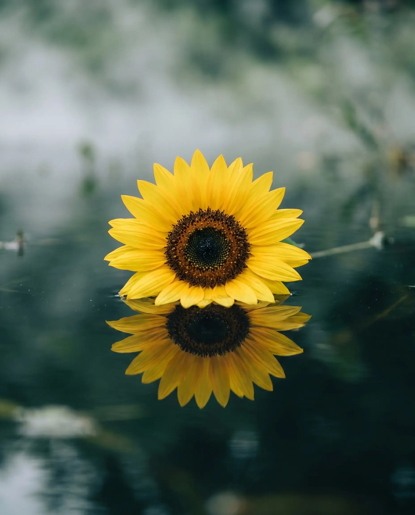 Sunflower - shared ingredient