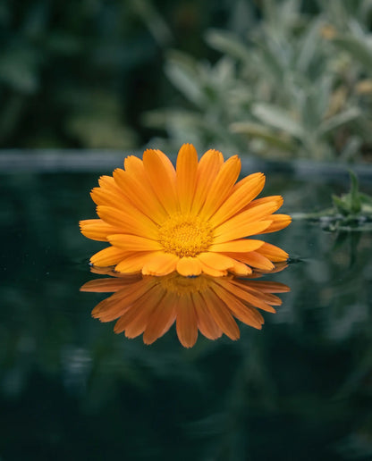 Marigold - shared ingredient